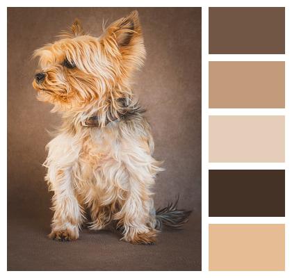 Dog Pet Yorkshire Terrier Image